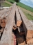 Hand Hewn Timber 50'